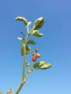 Image of hairy nightshade