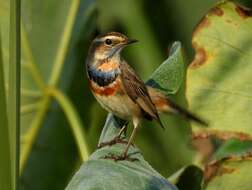 Image of Bluethroat