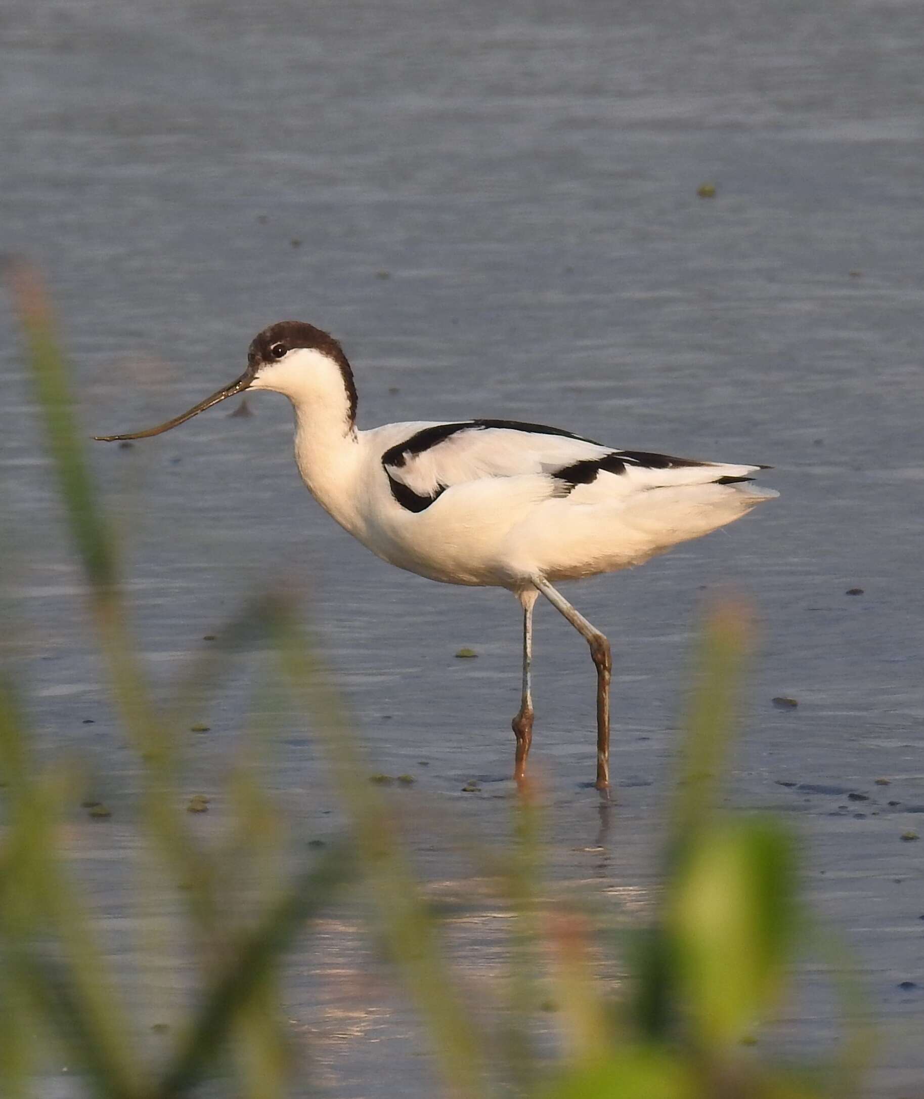 Image of avocet, pied avocet