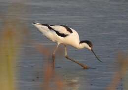 Image of avocet, pied avocet