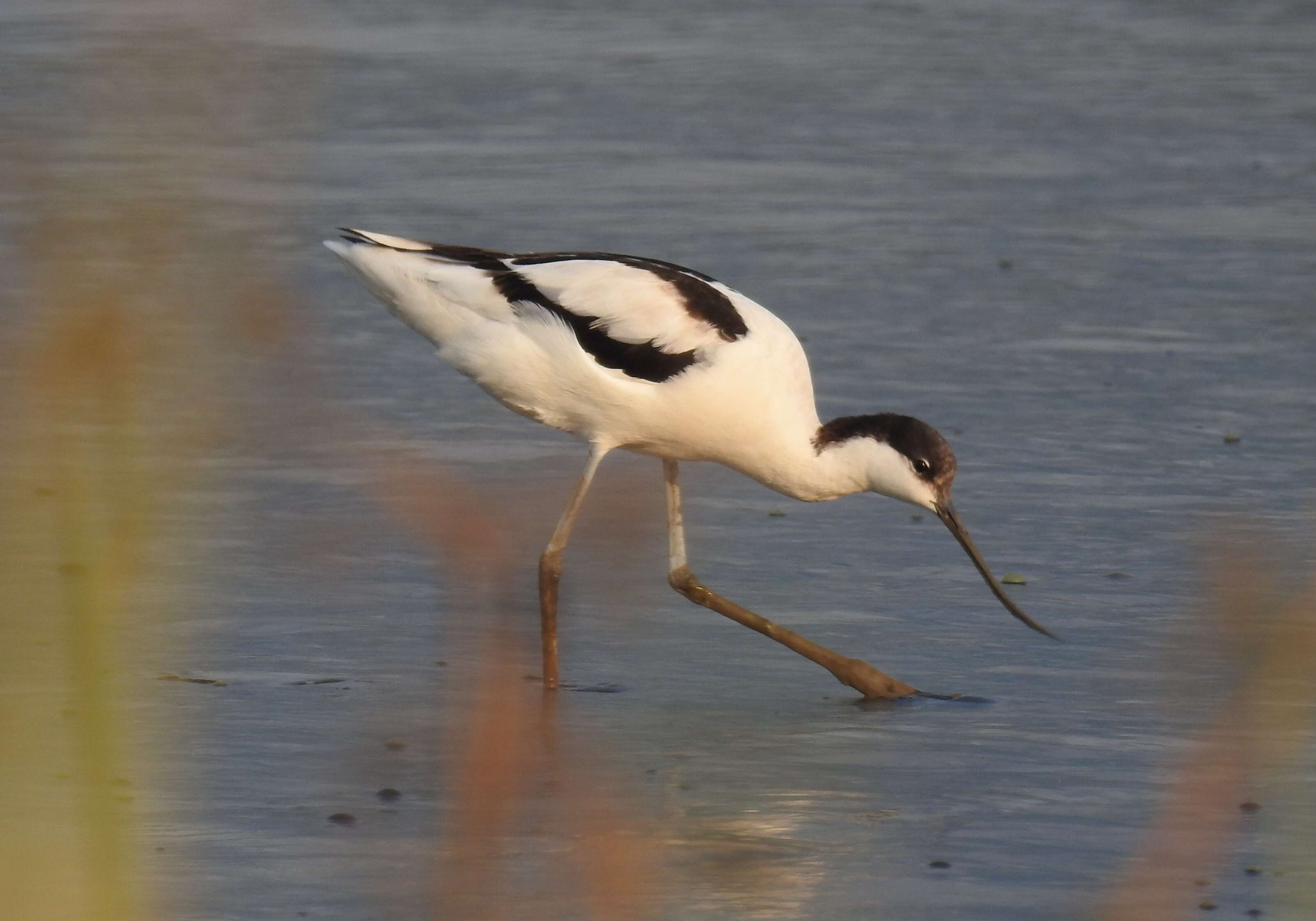 Image of avocet, pied avocet