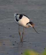 Image of avocet, pied avocet