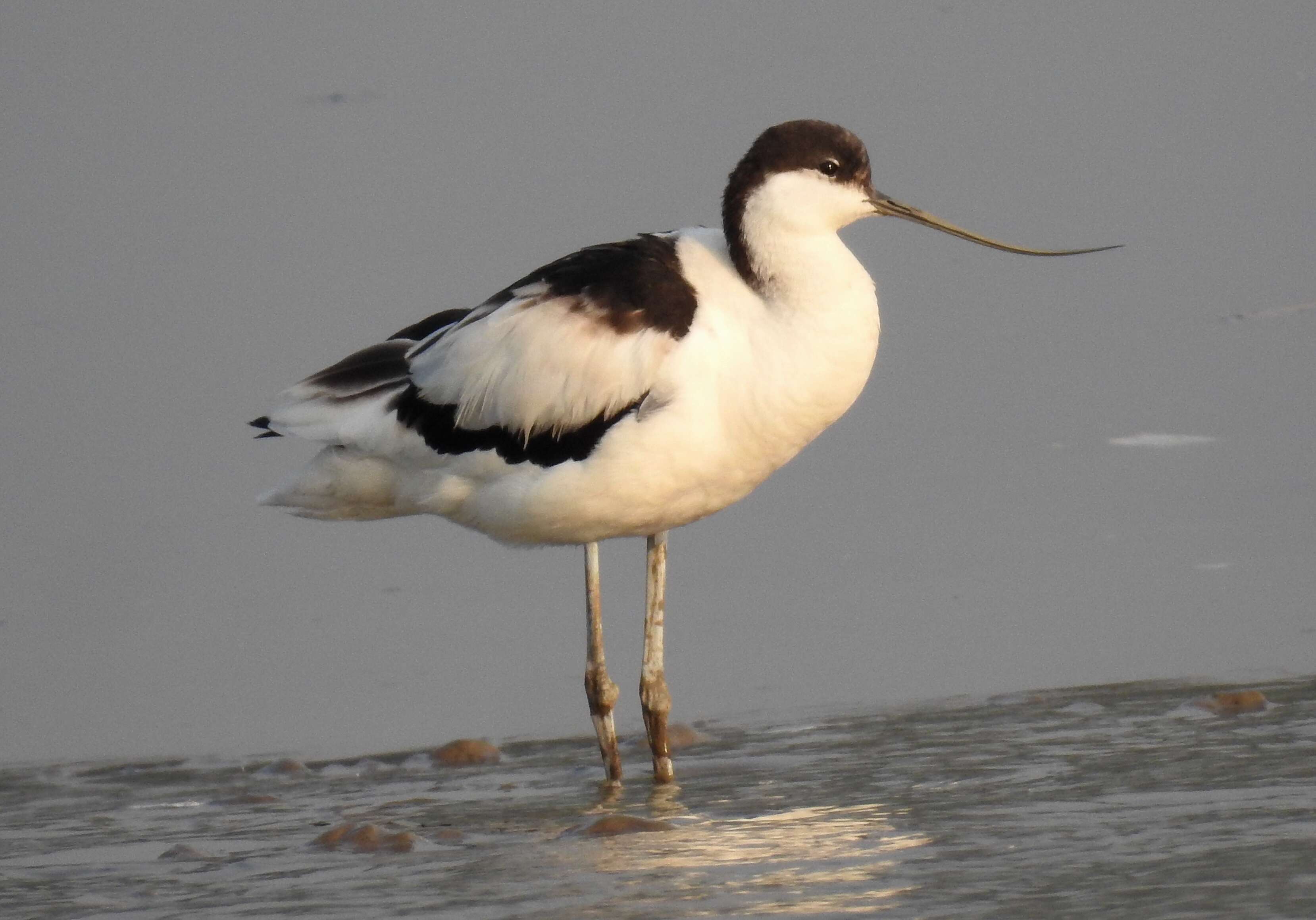 Image of avocet, pied avocet