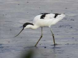 Image of avocet, pied avocet