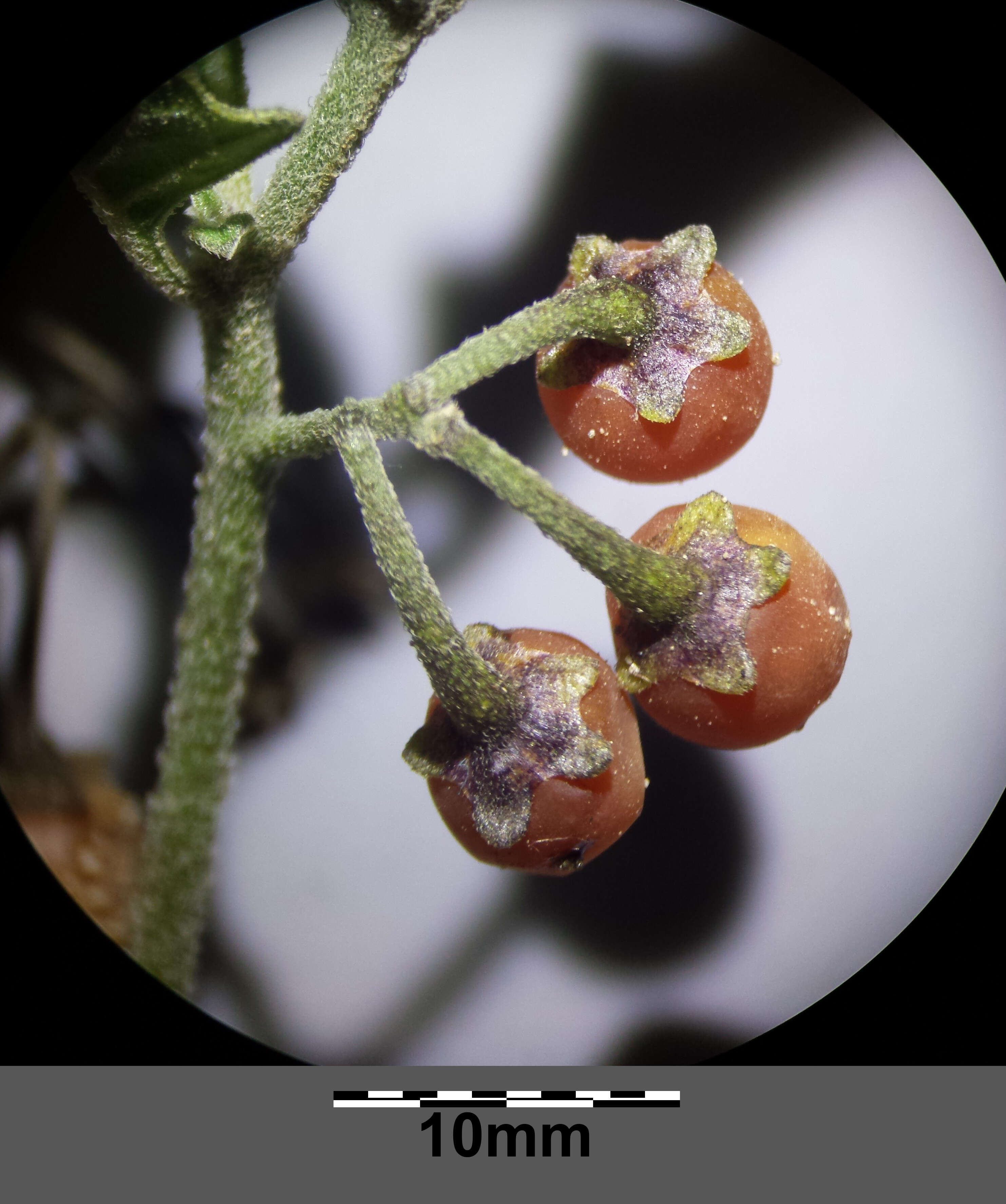 Image of hairy nightshade