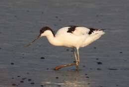 Image of avocet, pied avocet