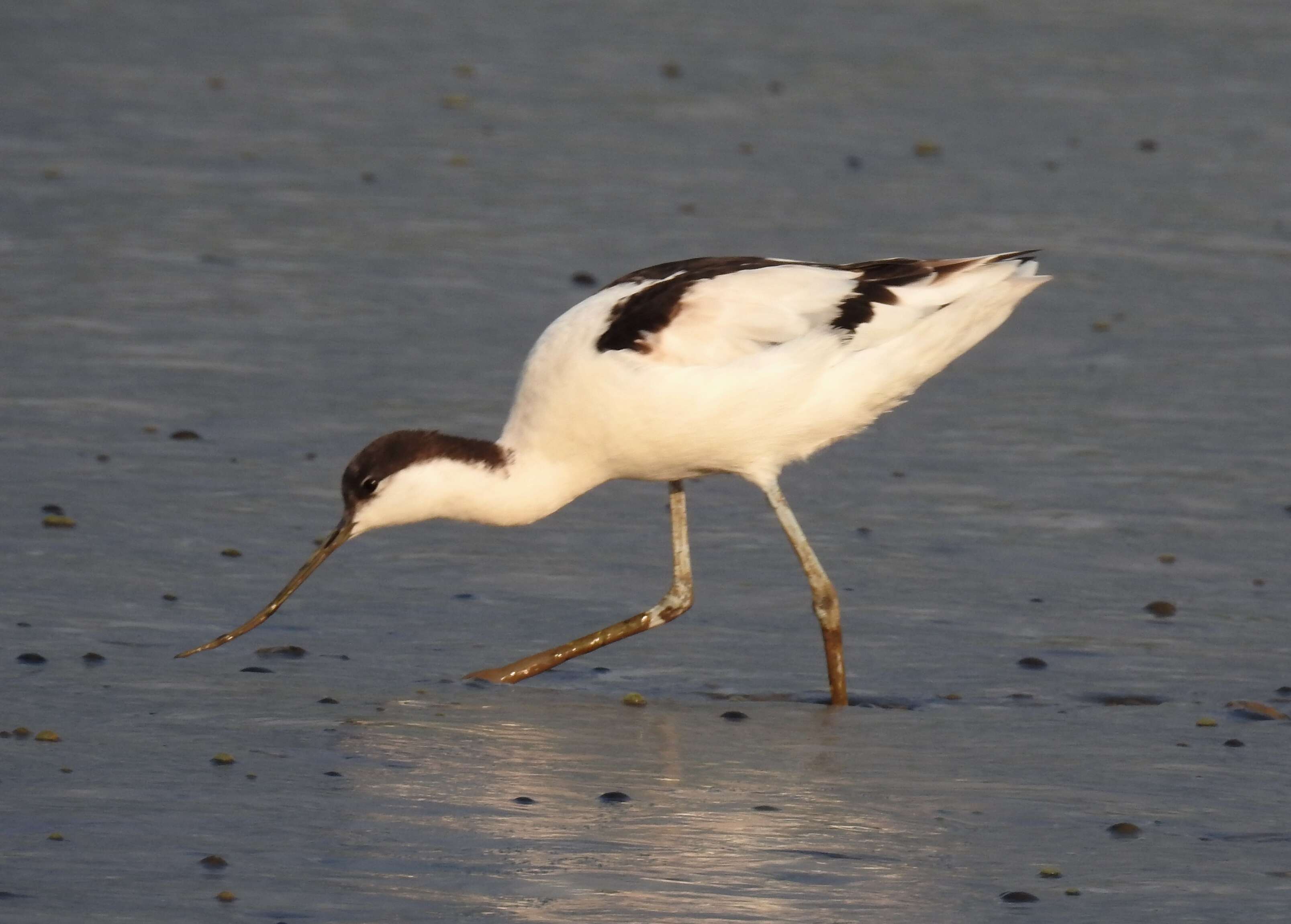 Image of avocet, pied avocet