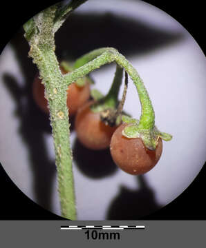 Image of hairy nightshade