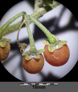 Image of hairy nightshade