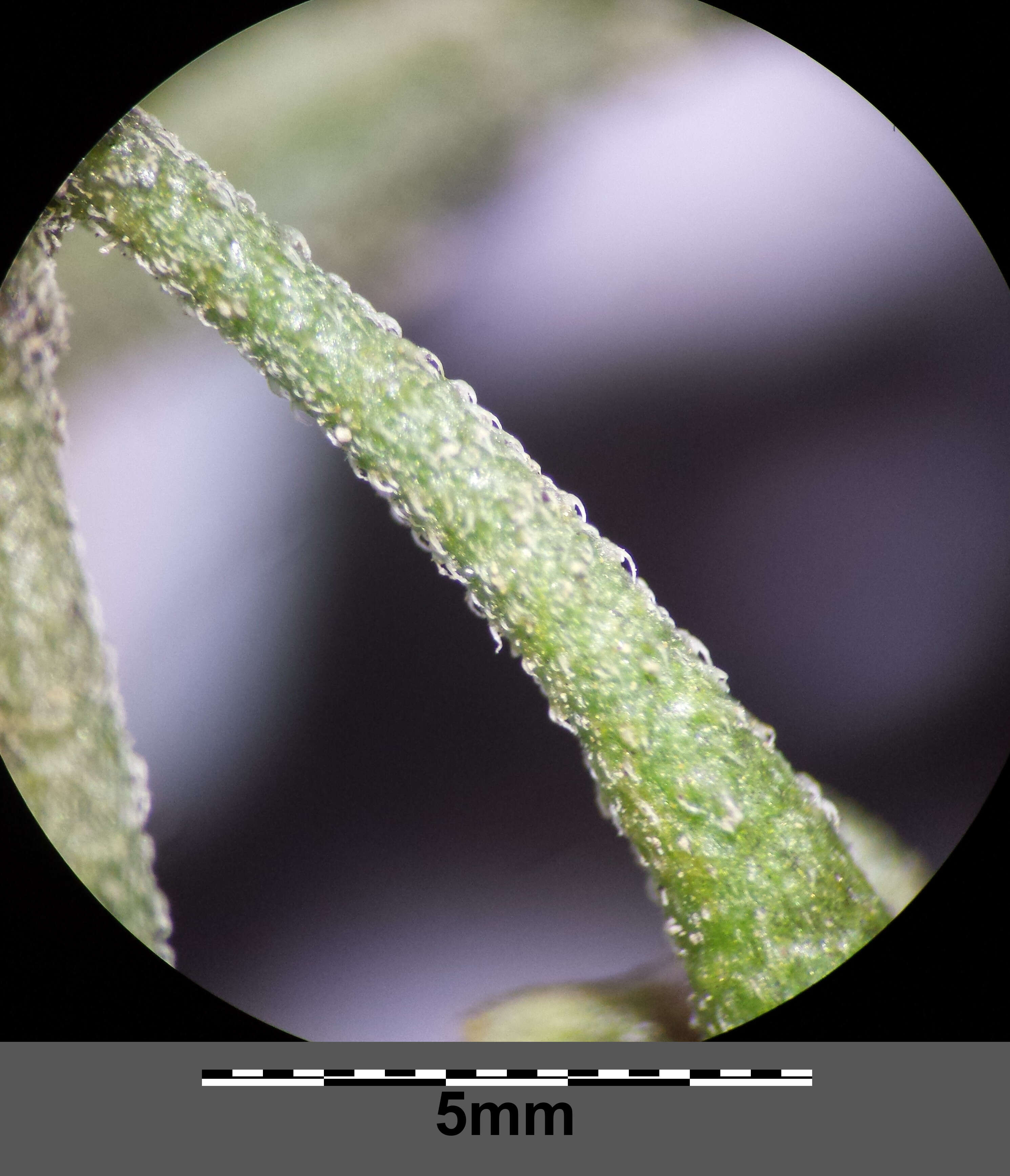 Image of hairy nightshade