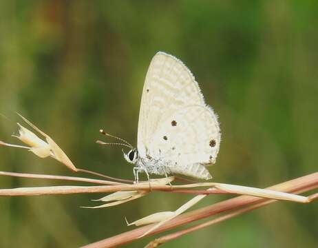 Image of Bright Babul Blue