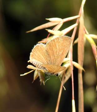 Image of Bright Babul Blue