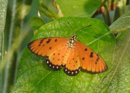 Image of Acraea terpsicore