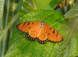 Image of Acraea terpsicore