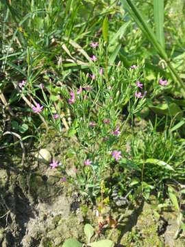 Image of branched centaury