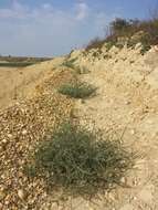 Image of Prickly Russian-Thistle