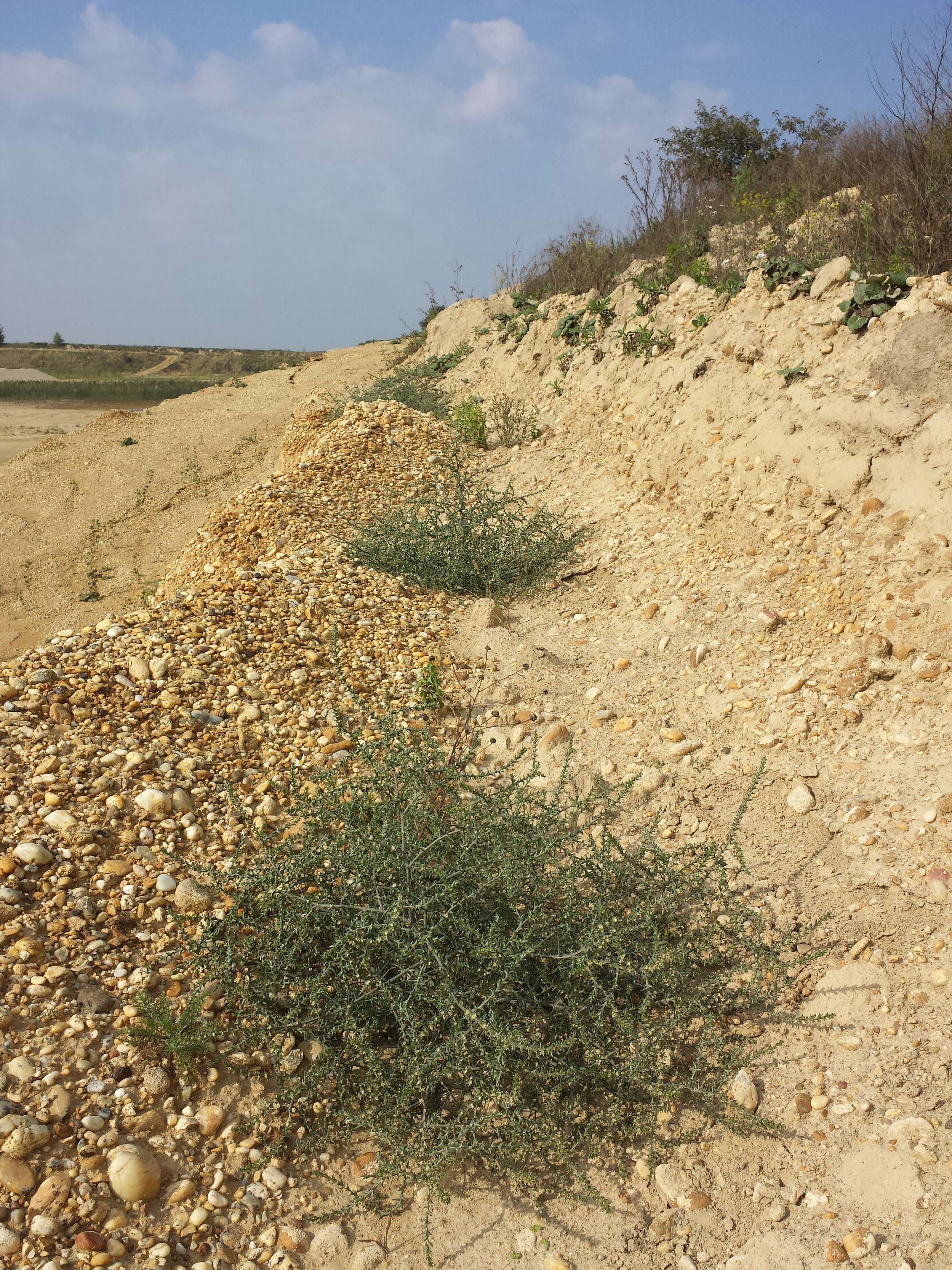 Image of Prickly Russian-Thistle