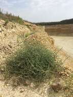 Image of Prickly Russian-Thistle