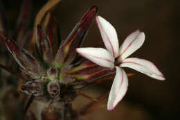 Image of Pachypodium succulentum (L. fil.) Sweet