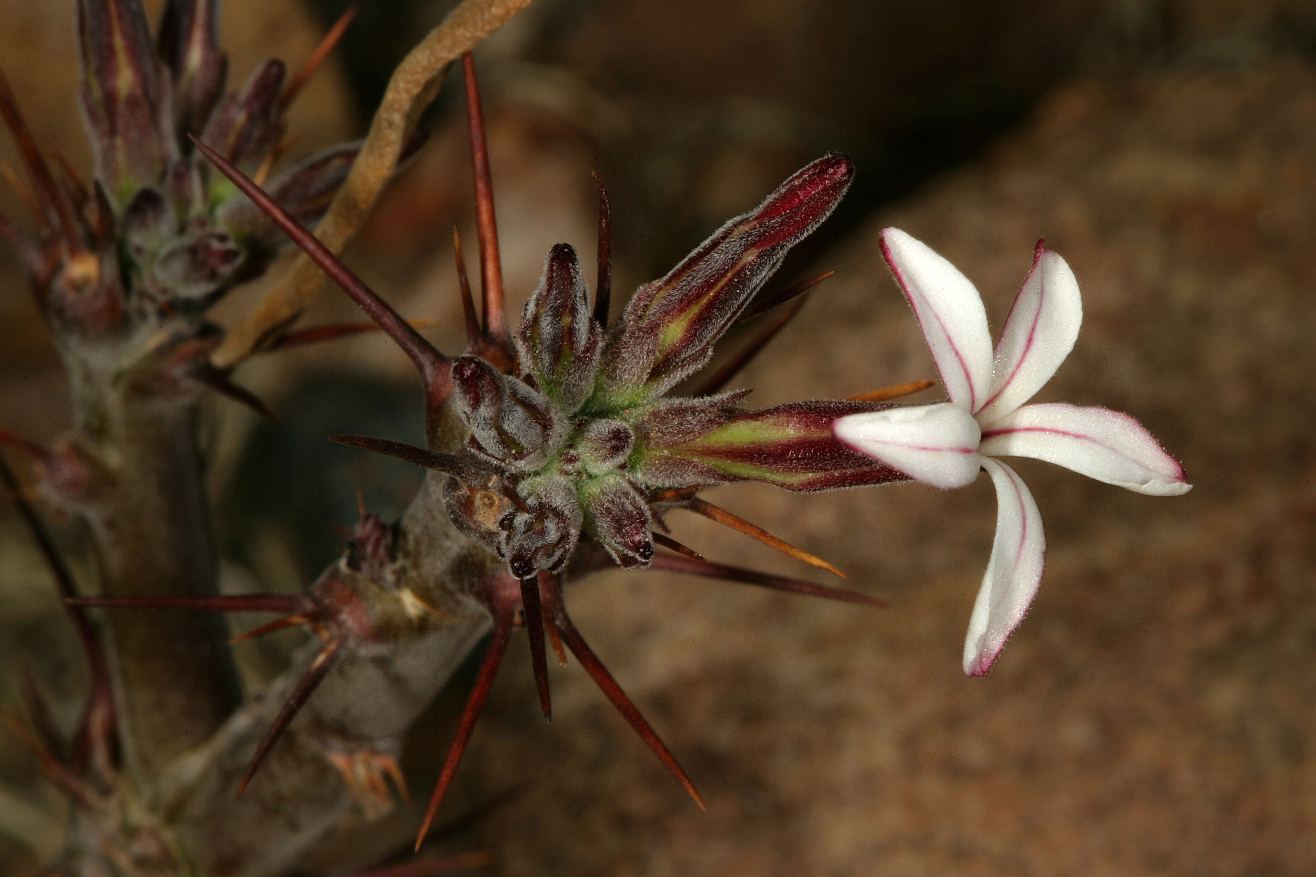 Image of Pachypodium succulentum (L. fil.) Sweet