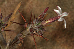 Image of Pachypodium succulentum (L. fil.) Sweet