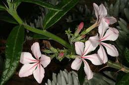 Image of Pachypodium succulentum (L. fil.) Sweet