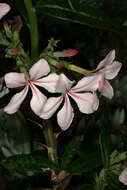 Image of Pachypodium succulentum (L. fil.) Sweet