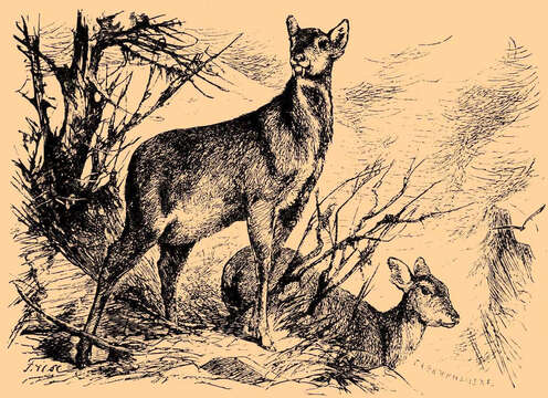 Image of Siberian Musk Deer