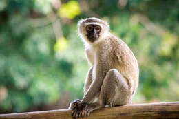 Image of Vervet Monkey