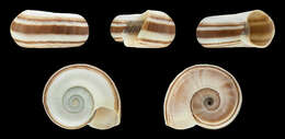 Image of Giant rams-horn snail