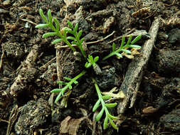 Image of narrow-leaved pepperwort