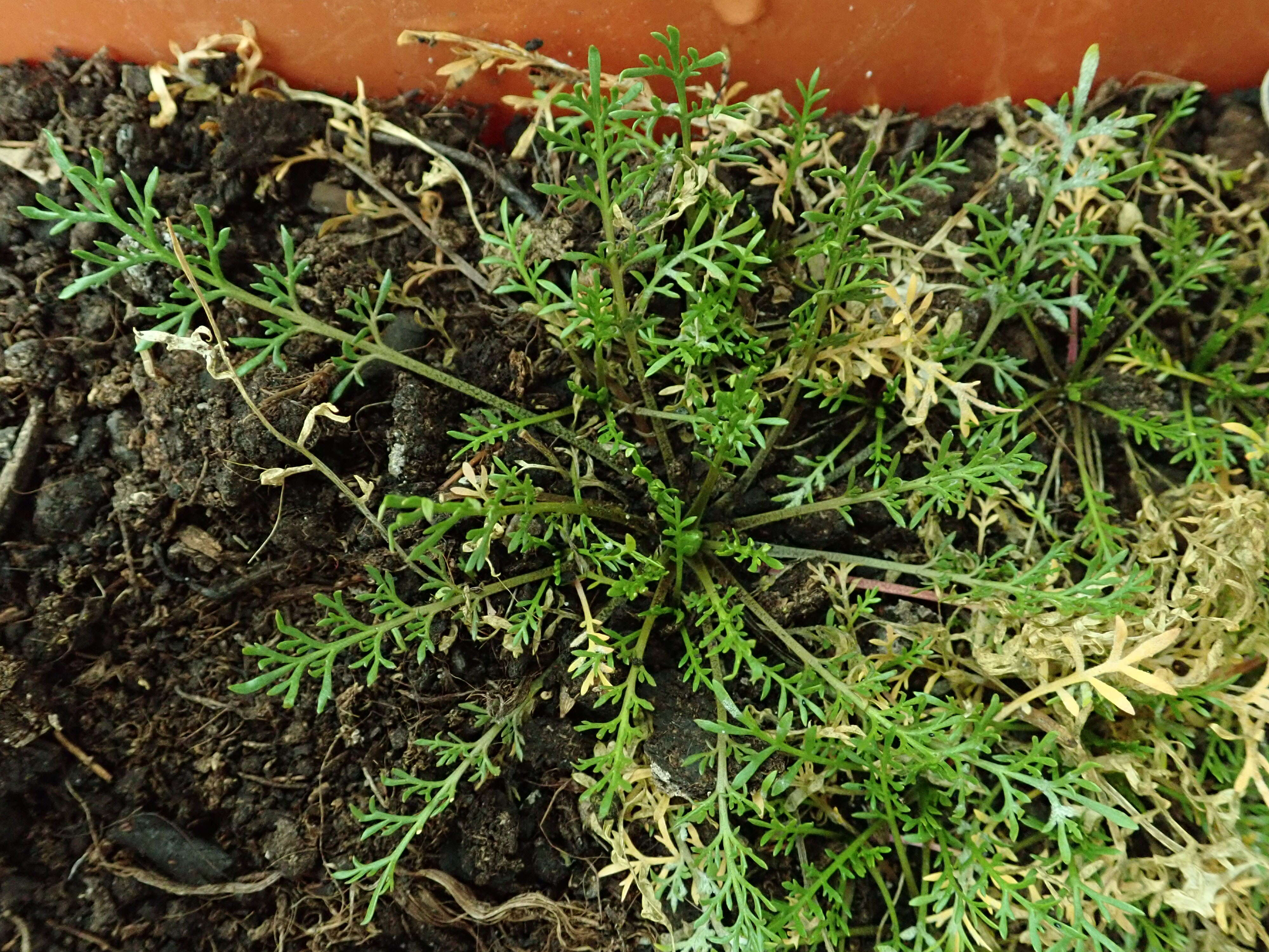 Image of narrow-leaved pepperwort