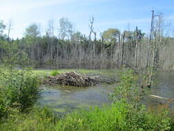 Image of muskrat