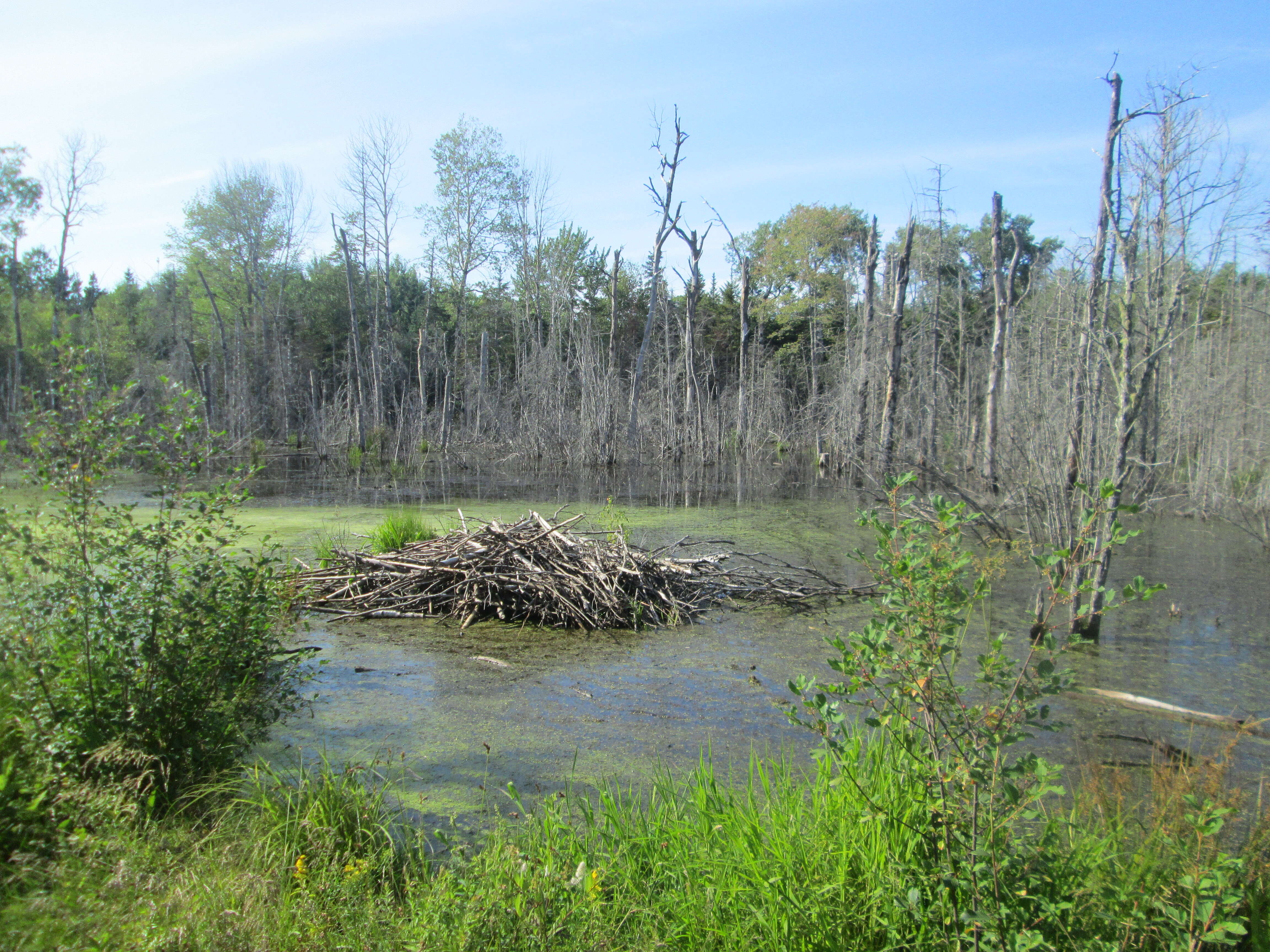 Image of muskrat