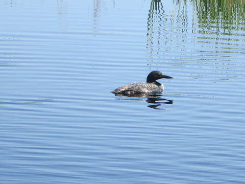 Image of loons