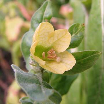 Image of black henbane