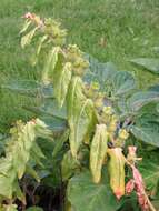 Image of black henbane