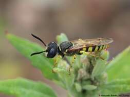 Imagem de Philanthus triangulum (Fabricius 1775)