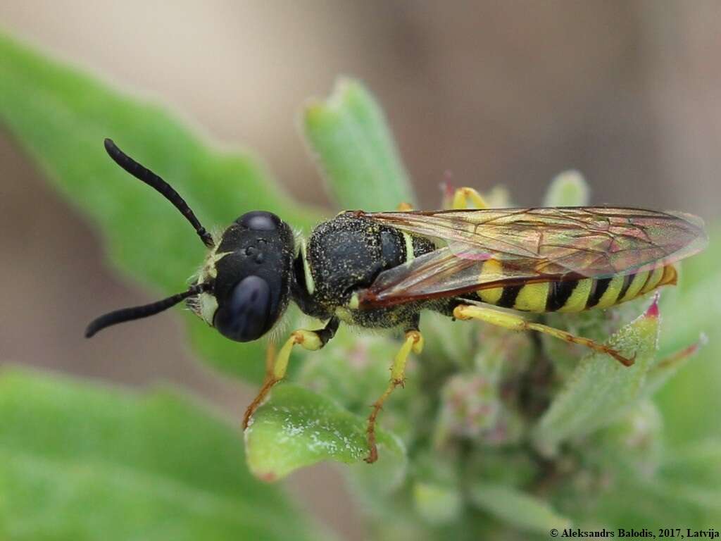 Imagem de Philanthus triangulum (Fabricius 1775)