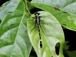 Image of Merogomphus tamaracherriensis Fraser 1931