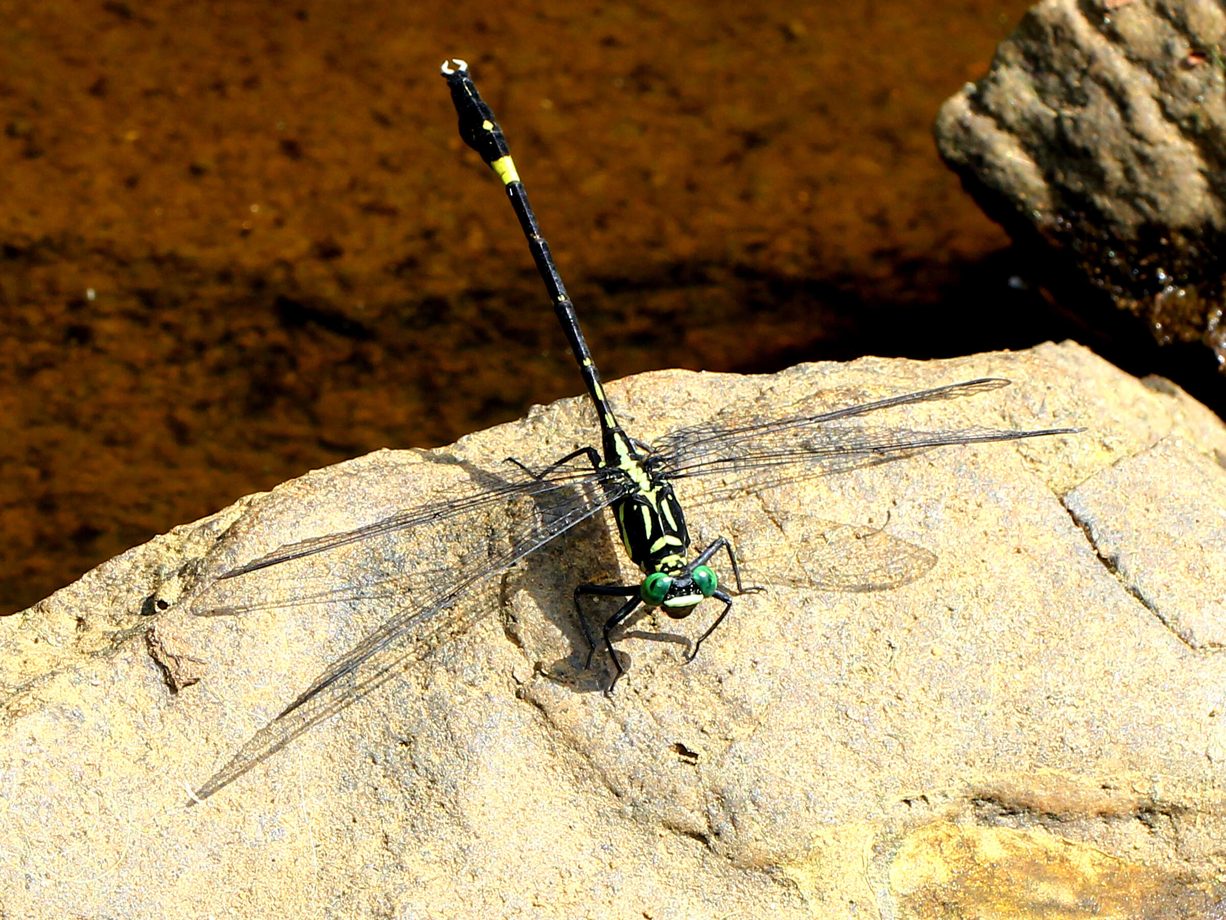 Image of Merogomphus tamaracherriensis Fraser 1931