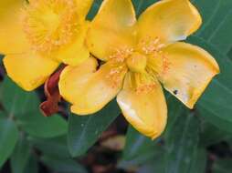 Image of Large-flowered St John's-wort