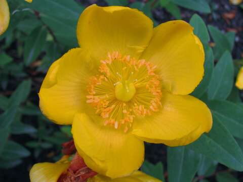 Image of Large-flowered St John's-wort