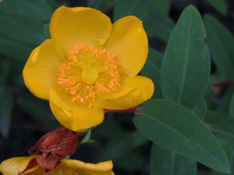 Image of Large-flowered St John's-wort