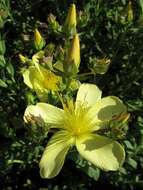 Image of Hypericum olympicum L.