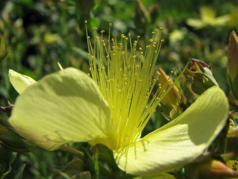 Image of Hypericum olympicum L.