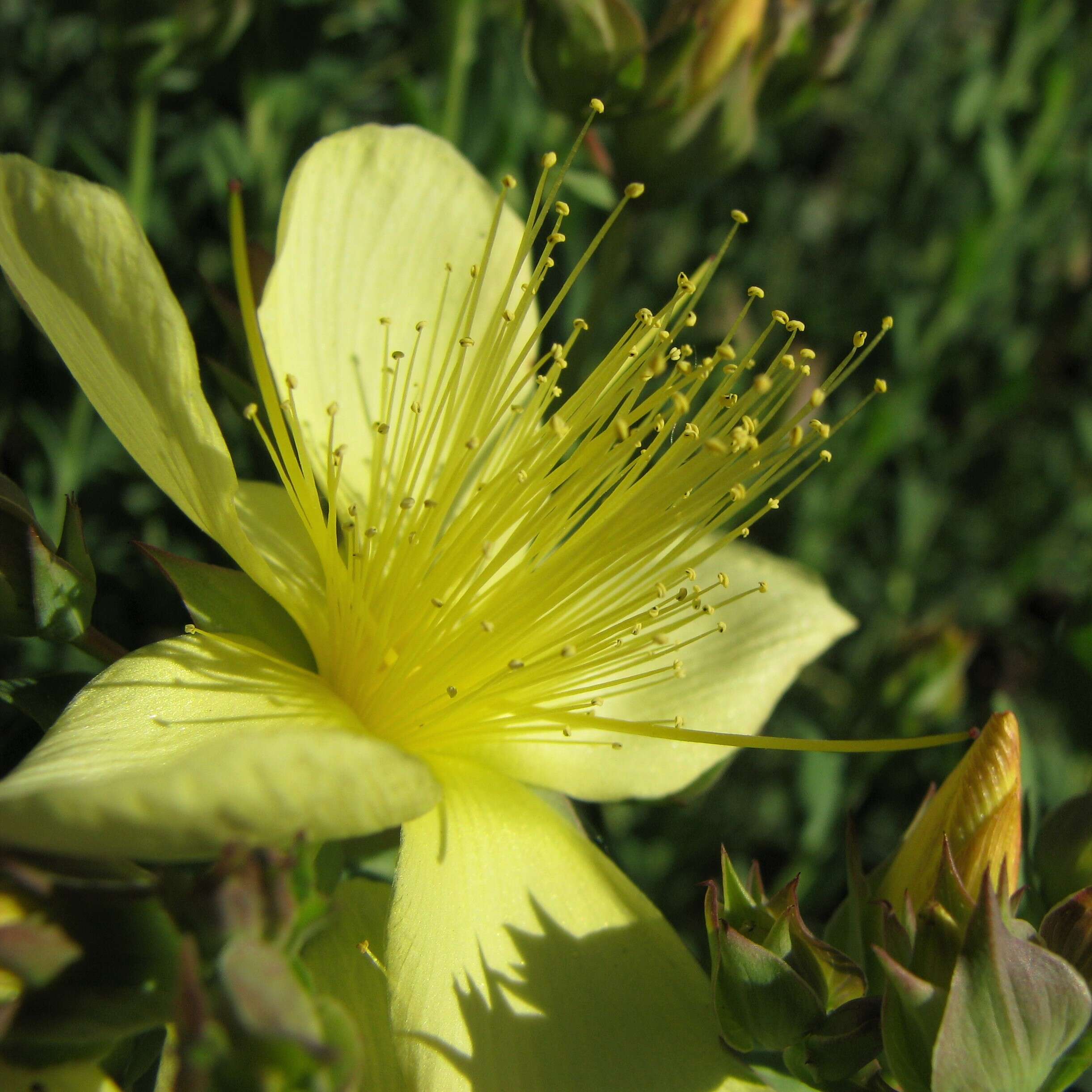 Image of Hypericum olympicum L.