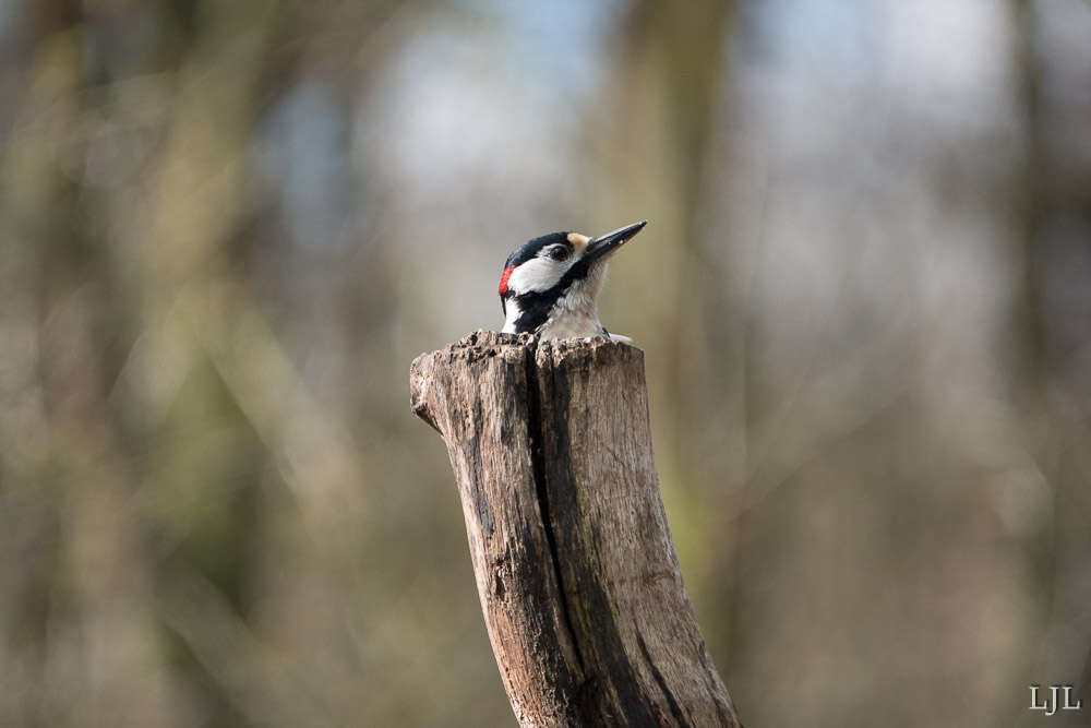 Image of Great Spotted Woodpecker