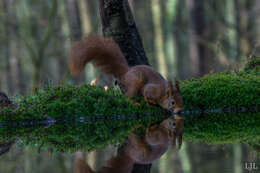 Image of Eurasian red squirrel