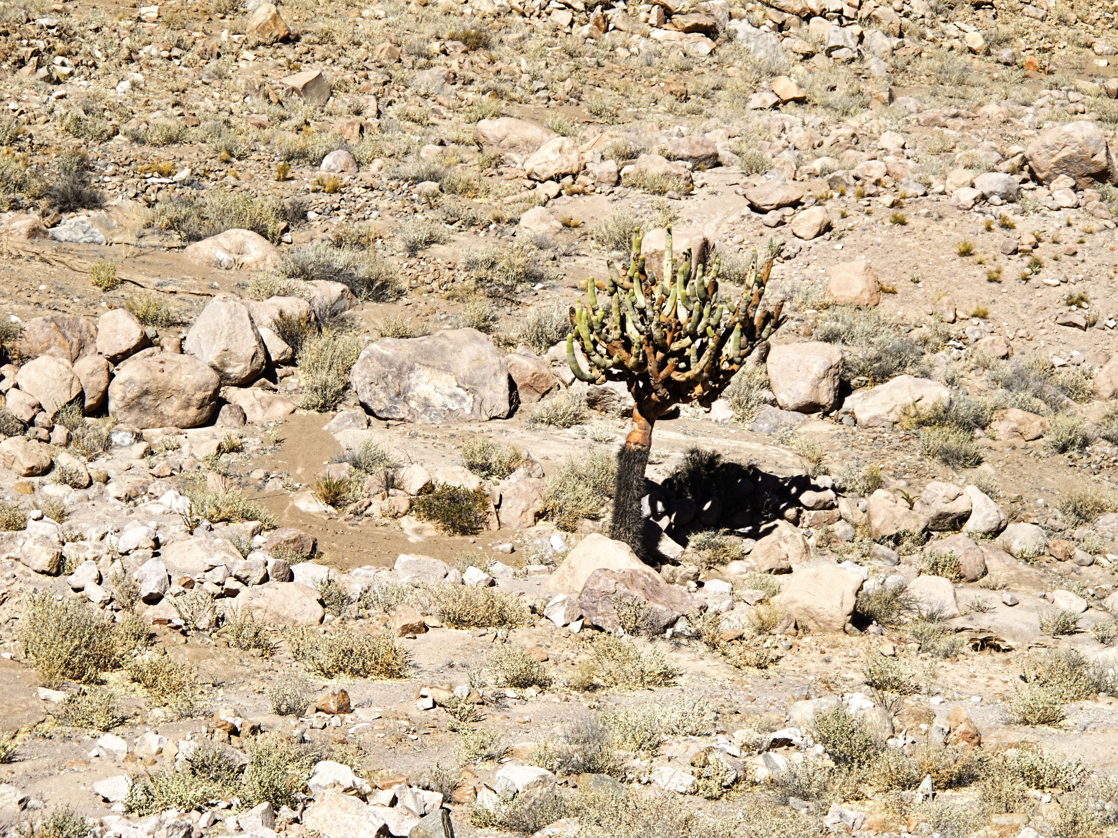 Image of Browningia candelaris (Meyen) Britton & Rose